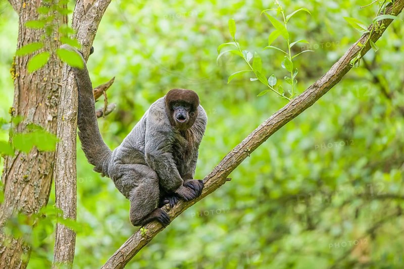 A common woolly monkey, brown woolly monkey, or Humboldt's woolly monkey (Lagothrix lagothricha) sits in a tree