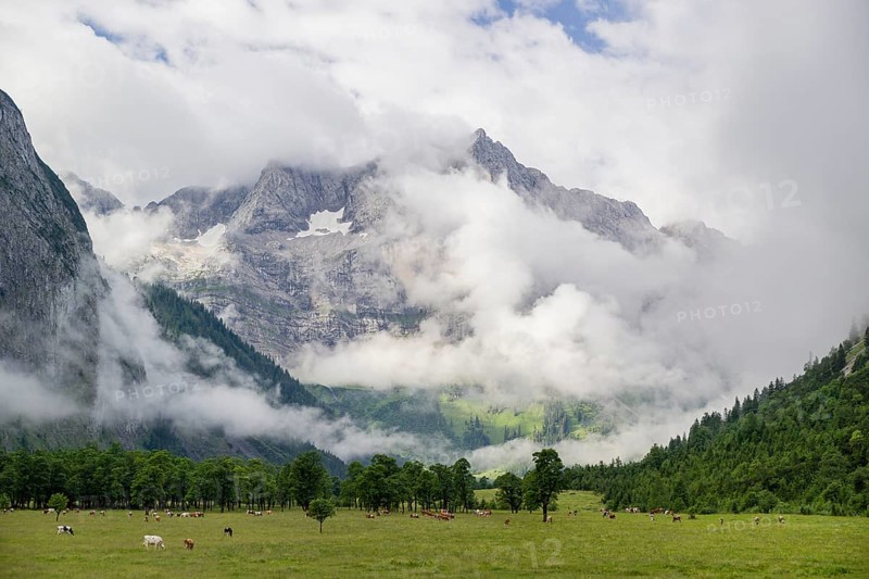 Cows stand between Sycamore maple trees, Acer pseudoplatanus, in summertime. Mountains in the background. Nature conservancy area Grosser Ahornboden, Karwendel mountains, Austria, Europe