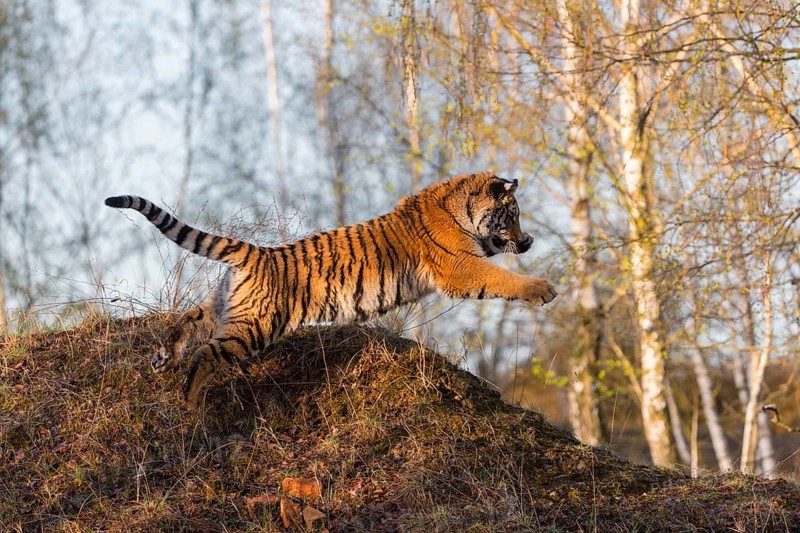 One young female Siberian Tiger, Panthera tigris altaica, running thru a birch tree forest. Hunting. Early morning light