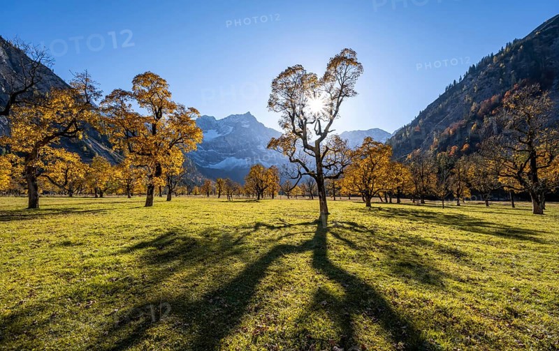 Sycamore maple with autumnal yellow foliage and sun star, large maple base in autumn, rocky mountain peaks with Spritzkarspitze in the background, Rißtal in the Eng, Karwendel, Tyrol, Austria, Europe