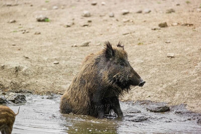 A wild boar (Sus scrofa) takes a mud bath in a small pond