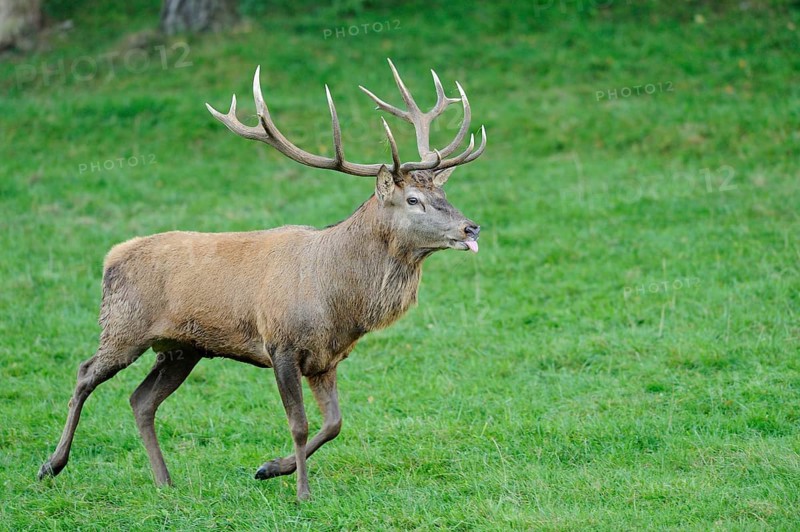Stag with protruding antlers running on a green meadow, red deer (Cervus elaphus), Bavaria