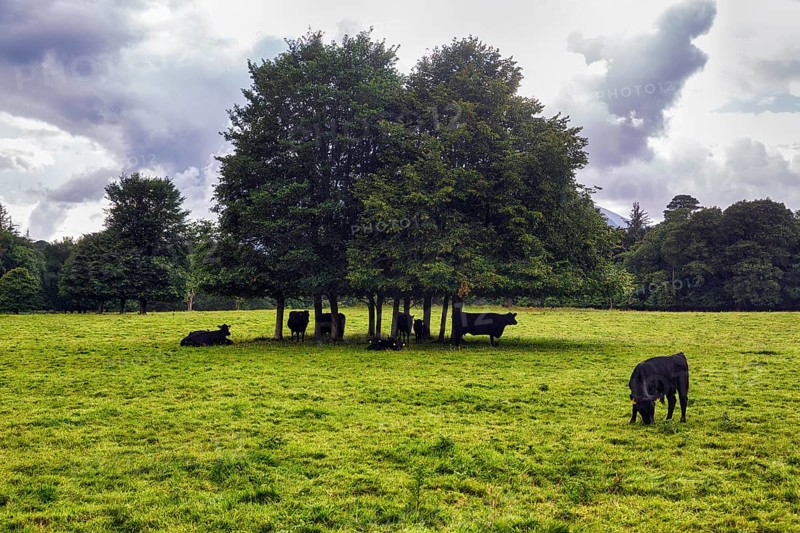 Black cattle seeking shelter from rain under trees in the park, shelter, rain clouds, Muckross House & Gardens, Killarney National Park, Ring of Kerry scenic road, Iveragh Peninsula, County Kerry, Ireland, Europe