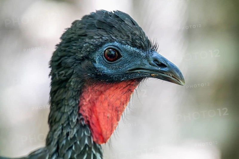 Crested guan (Penelope purpurascens), Aviario Nacional de Colombia, Via Baru, Province of Cartagena, Bolivar, Colombia, South America