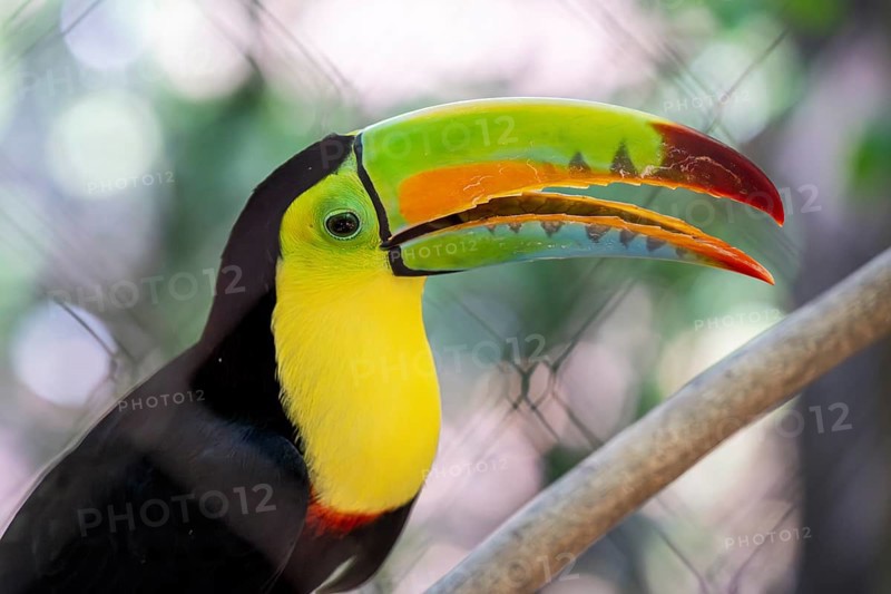 Keel billed toucan (Ramphastos sulfuratus), Aviario Nacional de Colombia, Via Baru, Province of Cartagena, Bolivar, Colombia, South America