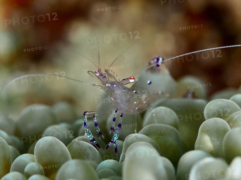 Crystal clear shrimp, Saravati anemone partner shrimp (Ancylomenes sarasvati), on green coral, dive site Spice Reef, Penyapangan, Bali, Indonesia, Asia
