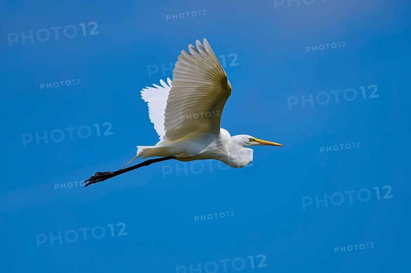 Great Egret (Egretta alba), flying against the blue sky, Black Point Wildlife Drive, Titusville, Florida, USA, North America