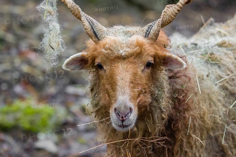 Portrait of a white Racka or Hortobágy Racka Sheep (Ovis aries strepsiceros hungaricus) with its unusual spiral-shaped horns