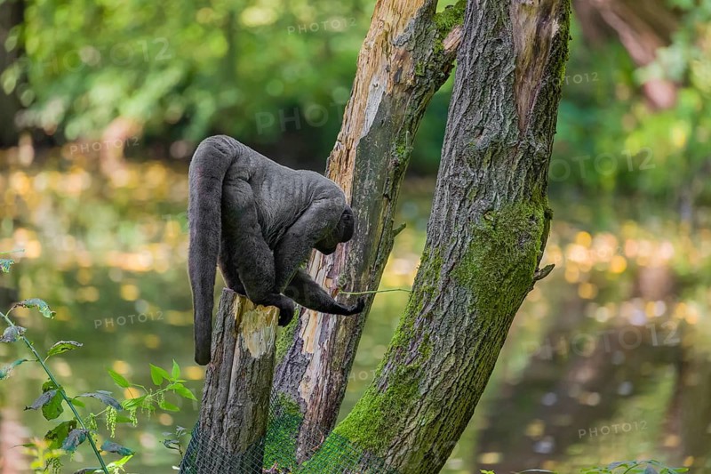 A common woolly monkey, brown woolly monkey, or Humboldt's woolly monkey (3) (Lagothrix lagothricha) climbs in a tree