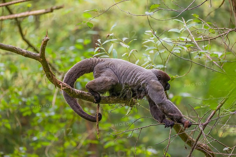 A common woolly monkey, brown woolly monkey, or Humboldt's woolly monkey (3) (Lagothrix lagothricha) climbs in a tree