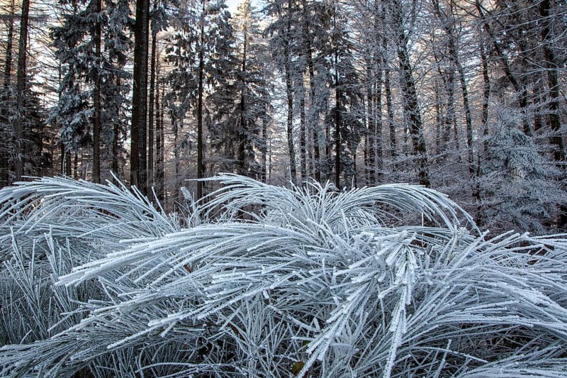 Winter, trees and ground cover with hoarfrost in the forest, mixed forest, Dossenheim, Baden-Würtemberg, Germany, Europe