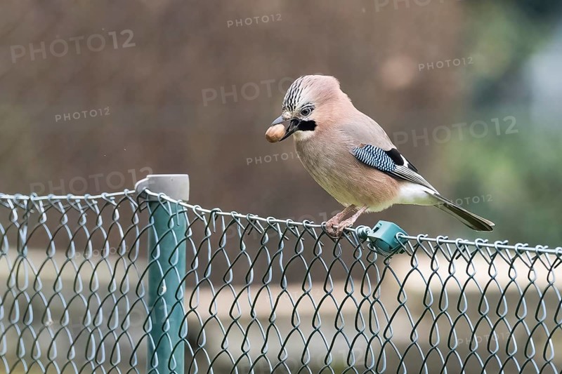 A jay (Garrulus glandarius) sitting on a metal fence with an acorn in its beak against a natural background, Hesse, Germany, Europe