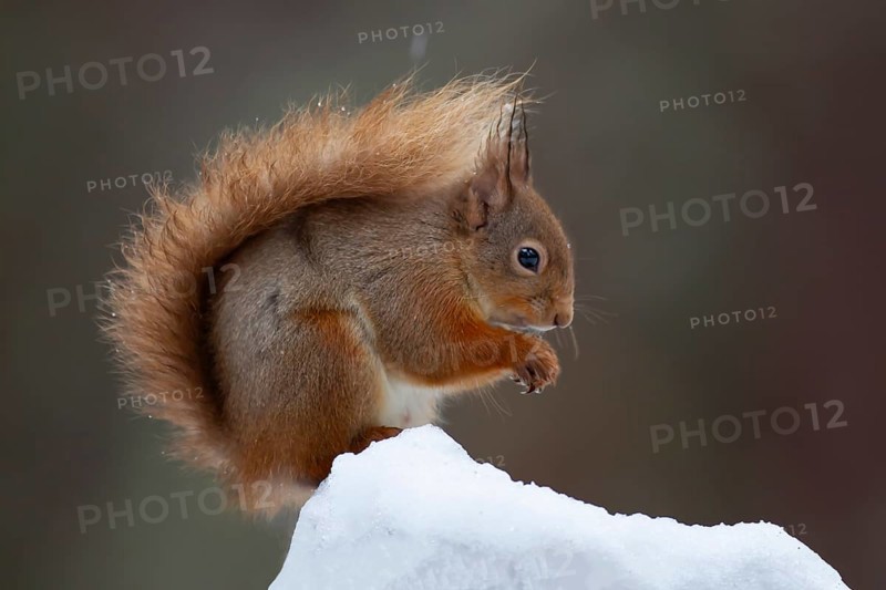 Red squirrel (Sciurus vulgaris) adult animal feeding on a nut on a tree stump covered in snow in winter, Scotland, United Kingdom, Europe