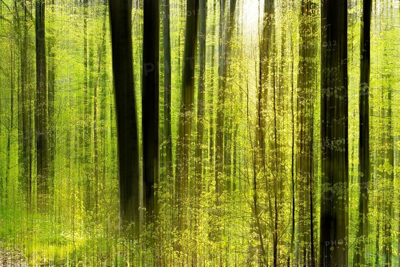 Forest study with multiple exposures, motion blur and digital processing, deciduous forest in spring, Saxony-Anhalt, Germany, Europe
