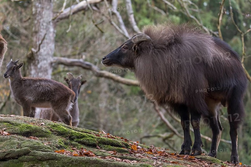 One male Himalayan Tahr (Hemitragus jemlahicus) standing in a forest. Green and yellow forest in the background