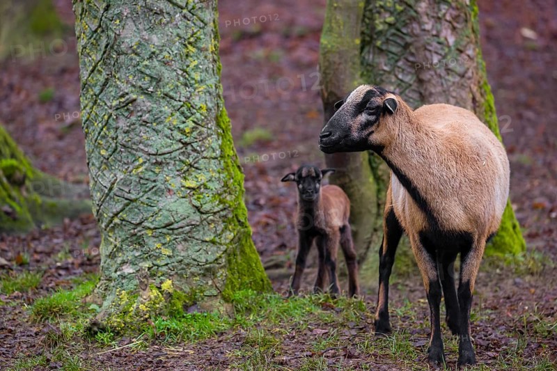 A female Cameroon or Cameroon Dwarf sheep, Ovis gmelini aries, and its lamb stand on a forest edge