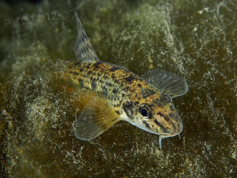 A gudgeon (Gobio gobio) with a striking pattern resting between aquatic plants, Zollbrücke dive site, Rheinau, Canton Zurich, Rhine, High Rhine, Switzerland, Germany, Europe