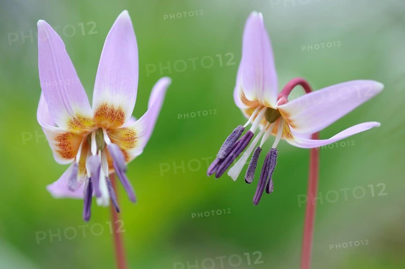 Dog's Fawn Lily (Erythronium dens-canis), Emsland, Lower Saxony, Germany, Europe