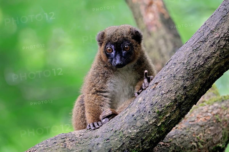 Red-bellied lemur (Eulemur rubriventer), adult, female, on tree trunk, alert, Madagascar, Africa