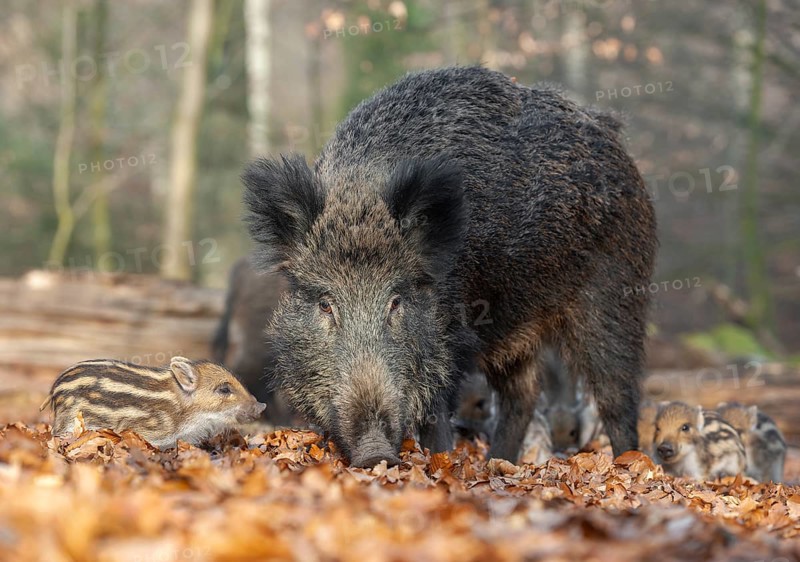 Wild boar, wild boar (Sus scrofa), a wild goat and young boar looking for food in the forest, Germany, Europe