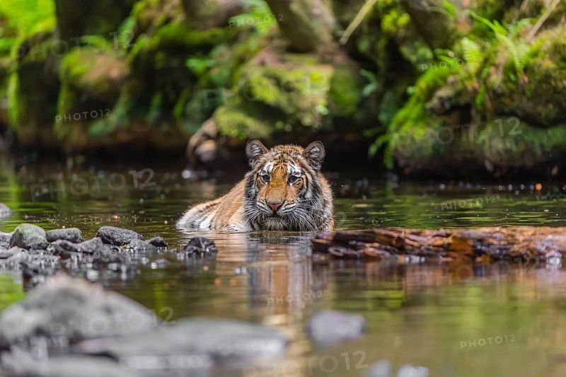One young female Siberian Tiger, Panthera tigris altaica, lying resting in the cool fresh water of a creek deep in a forest
