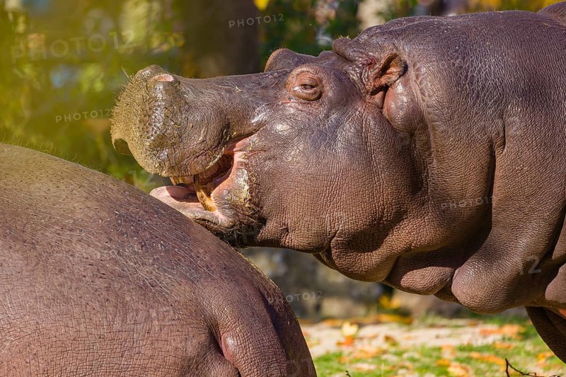 Two hippopotamus or hippo (Hippopotamus amphibius), standing on a river bank
