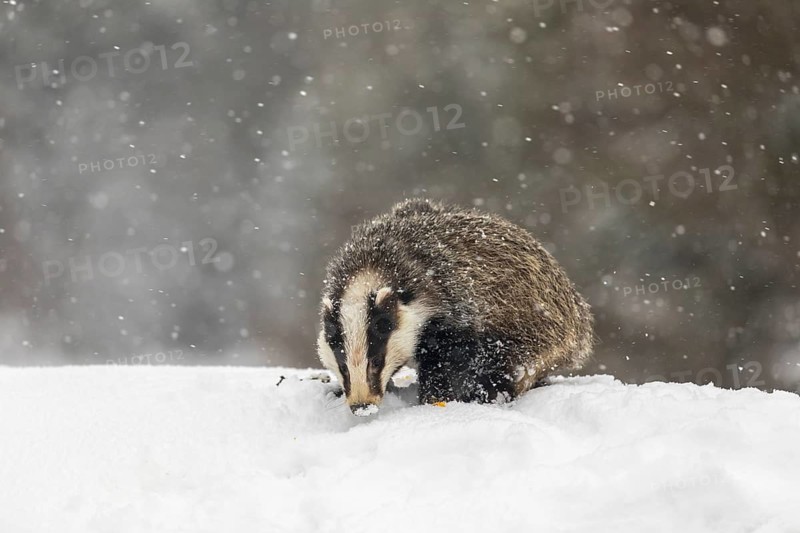 One young European badger (Meles meles) walking through deep snow during snow fall