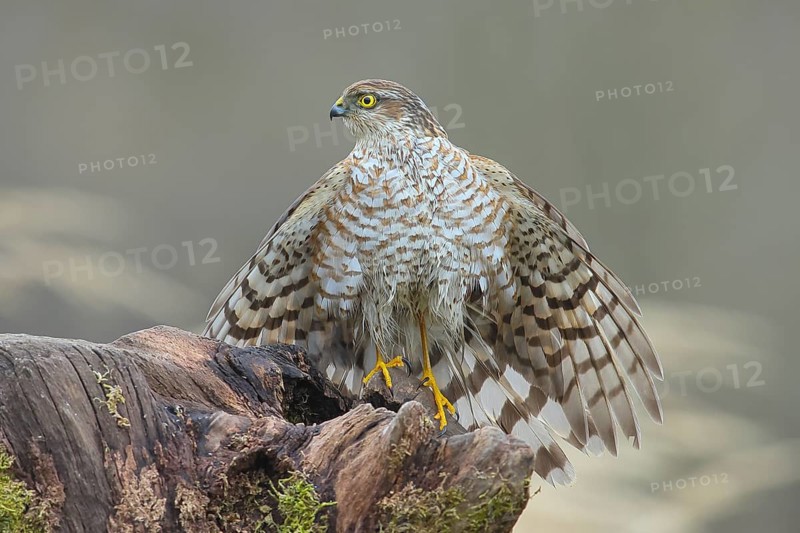 Sparrowhawk (Accipiter nisus) male, plumage drying, sitting on a root, wildlife, bird of prey, nature photography, autumn, Neunkirchen, Siegerland, North Rhine-Westphalia, Germany, Europe