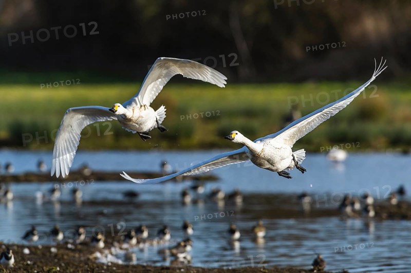 Tundra Swan, Bewick's Swan, Cygnus columbianus in flight at winter in Slimbridge, England, United Kingdom, Europe