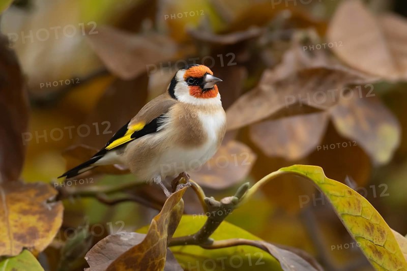 European goldfinch (Carduelis carduelis) adult bird in a garden Magnolia tree with autumn leaves, England, United Kingdom, Europe