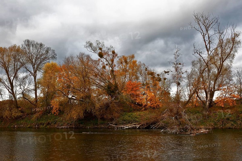 Autumn foliage colouring on the banks of the Mulde river near Dessau, Autumn atmosphere in the biosphere reserve, Middle Elbe Biosphere Reserve, Dessau-Roßlau, Saxony-Anhalt, Germany, Europe