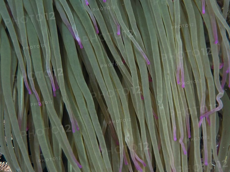 Close-up of anemone with long green tentacles and purple tips, wax rose (Anemonia sulcata), dive site Les Grottes, Giens peninsula, Provence Alpes Côte d'Azur, France, Europe