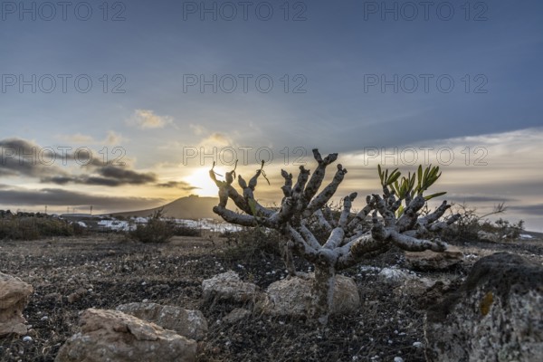 Canary Island spurge (Euphorbia balsamifera) shrub in the foreground in front of a setting sunlight with soft cloud formations, Canary Islands, Lanzarote, Spain, Europe