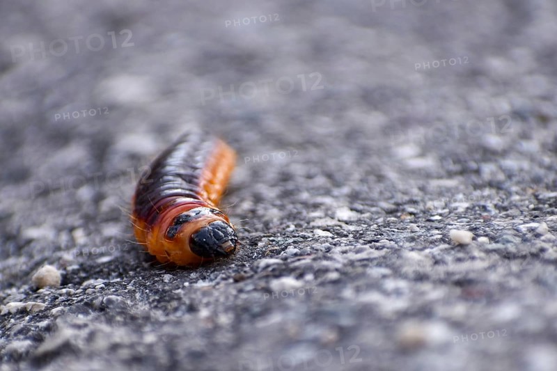Caterpillar of the willow borer (Cossus cossus) on tarred road, seen in Berchtesgaden National Park, Germany, Europe