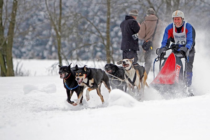 Sled dog race, Winterberg, Sauerland, North Rhine-Westphalia, Germany, snowy landscape, sled dogs, Europe