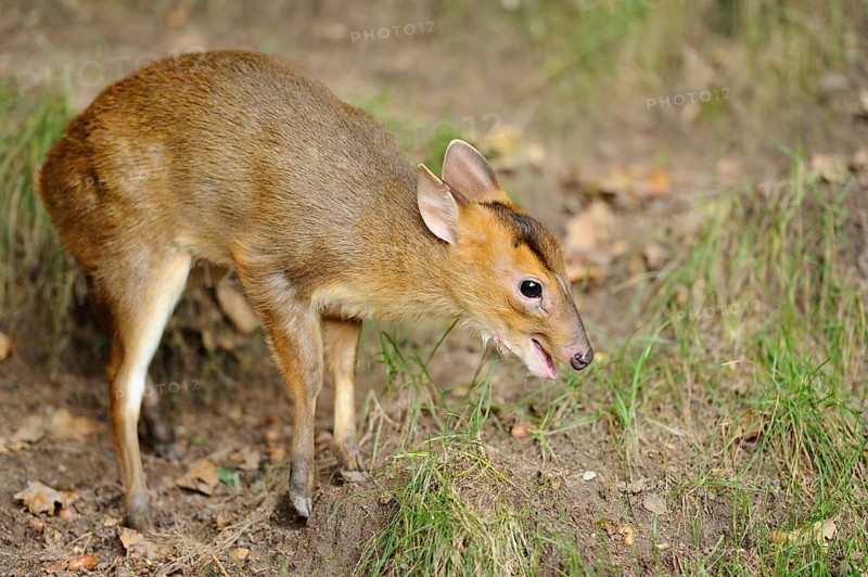 A muntjac standing on a forest floor, surrounded by grass and autumn leaves, Chinese muntjac (Muntiacus reevesi), captive