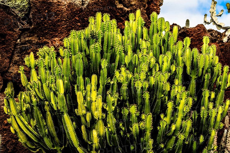 2016, Guatiza, Lanzarote, Jardin de Cactus by Cesar Manrique, ESP, Spain, Canary Islands, Canary Islands, Atlantic Ocean, Lanzarote, biosphere reserve, volcano, volcanism, volcanic island, island, recording date, Europe