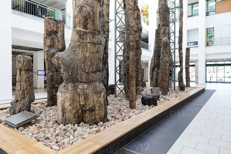 Exhibition Steinerer Wald in the foyer of the cultural department stores' DAStietz, Chemnitz, Saxony, Germany, Europe