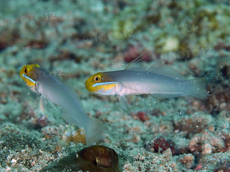 Two yellow-grey fish, golden-fronted sleeper goby (Valenciennea strigata), hovering above the sandy seabed, dive site Spice Reef, Penyapangan, Bali, Indonesia, Asia