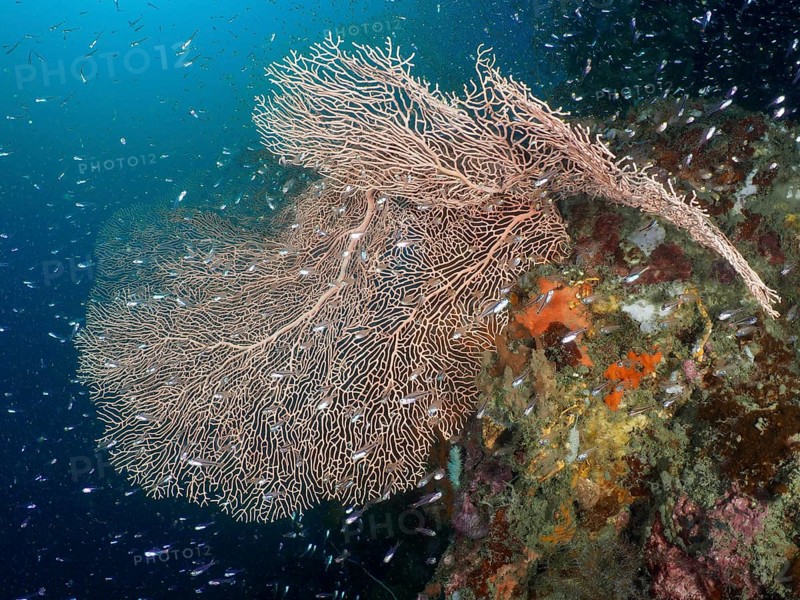 Giant fan coral (Annella mollis) surrounded by a school of fish in the turquoise sea, dive site Sweet Reef, Penyapangan, Bali, Indonesia, Asia