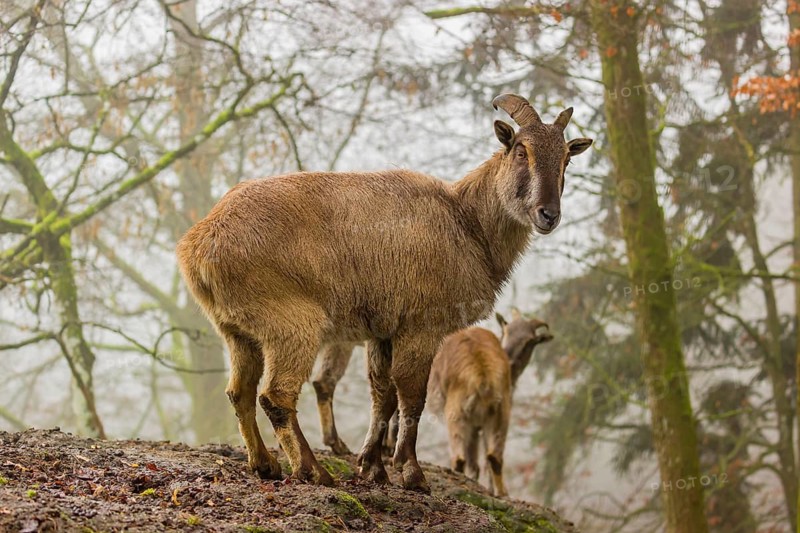 Two female Himalayan Tahr (Hemitragus jemlahicus) stand in the forest on a foggy day