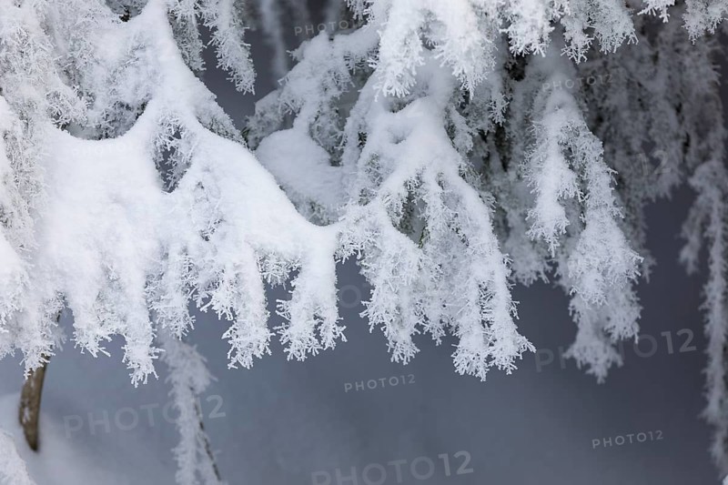 The crystals of hoarfrost look like lace on the snow-covered fir branches, winter landscape on the Auersberg, Eibenstock, Erzgebirge, Saxony, Germany, Europe