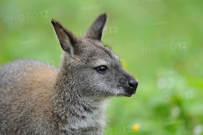 Close-up of a kangaroo in front of a green, blurred background, looking to the side, red-necked wallaby (Macropus rufogriseus rufogriseus), captive