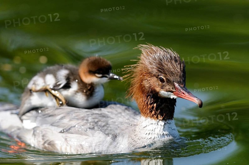 Chicks on their mother's back on calm water, Goosander (Mergus merganser), Bavaria