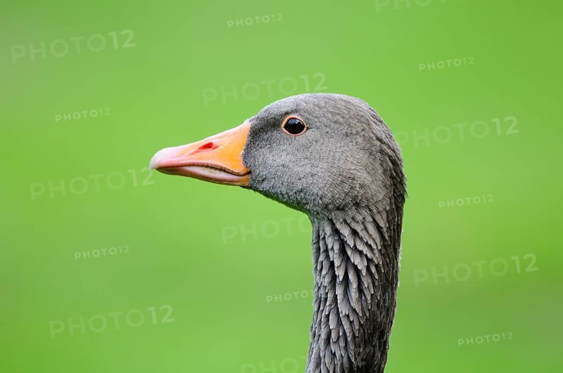 Close-up of a grey goose with an orange beak against a green background, greylag goose (Anser anser), Franconia