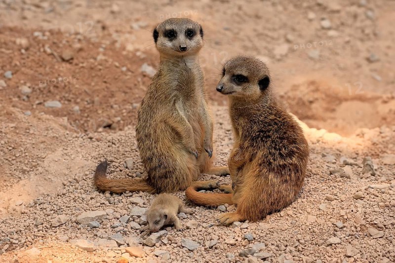 Tiger nut (Suricata suricatta), adult, two adults, juvenile, newborn, baby, at the burrow, social behaviour