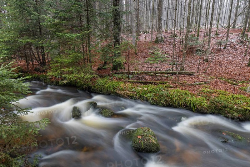 Kleine Ohe creek below Waldhaeuser village in the Bavarian Forest Nationalpark. Flowing water and fallen trees