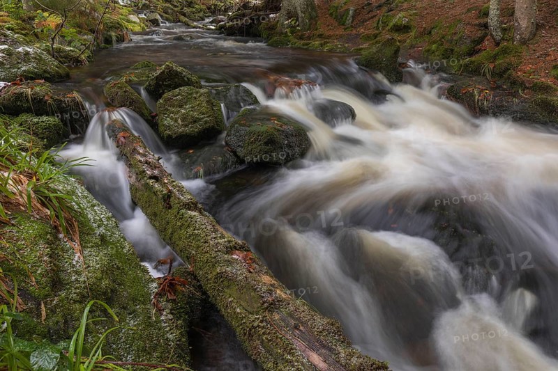 Kleine Ohe creek below Waldhaeuser village in the Bavarian Forest Nationalpark. Flowing water and fallen trees