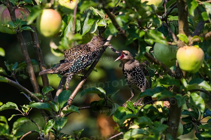 Common Starling, (Sturnus vulgaris), two juvenile birds perched on an apple tree branch, squabbling over the apples, because of food envy, Hesse, Germany, Europe