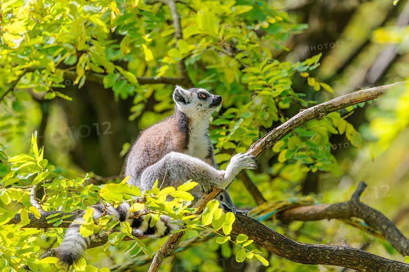 A ring-tailed lemur (Lemur catta) sits high up in a tree on a branch between fresh green leaves